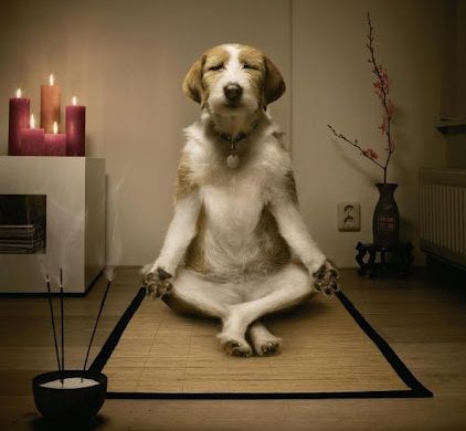 dog-meditation.jpg