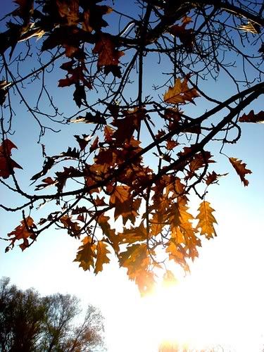 sunny leaves