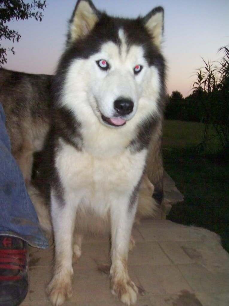 black and white husky. lack and white husky