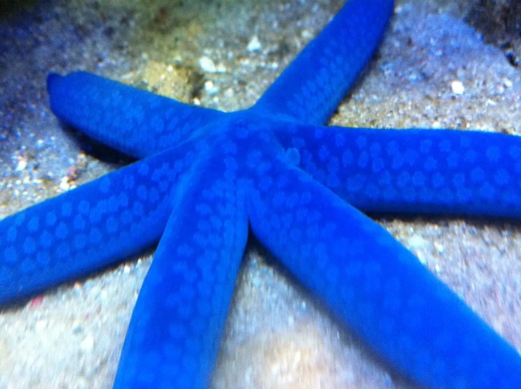 blue photo: Blue Linkia Star.jpg