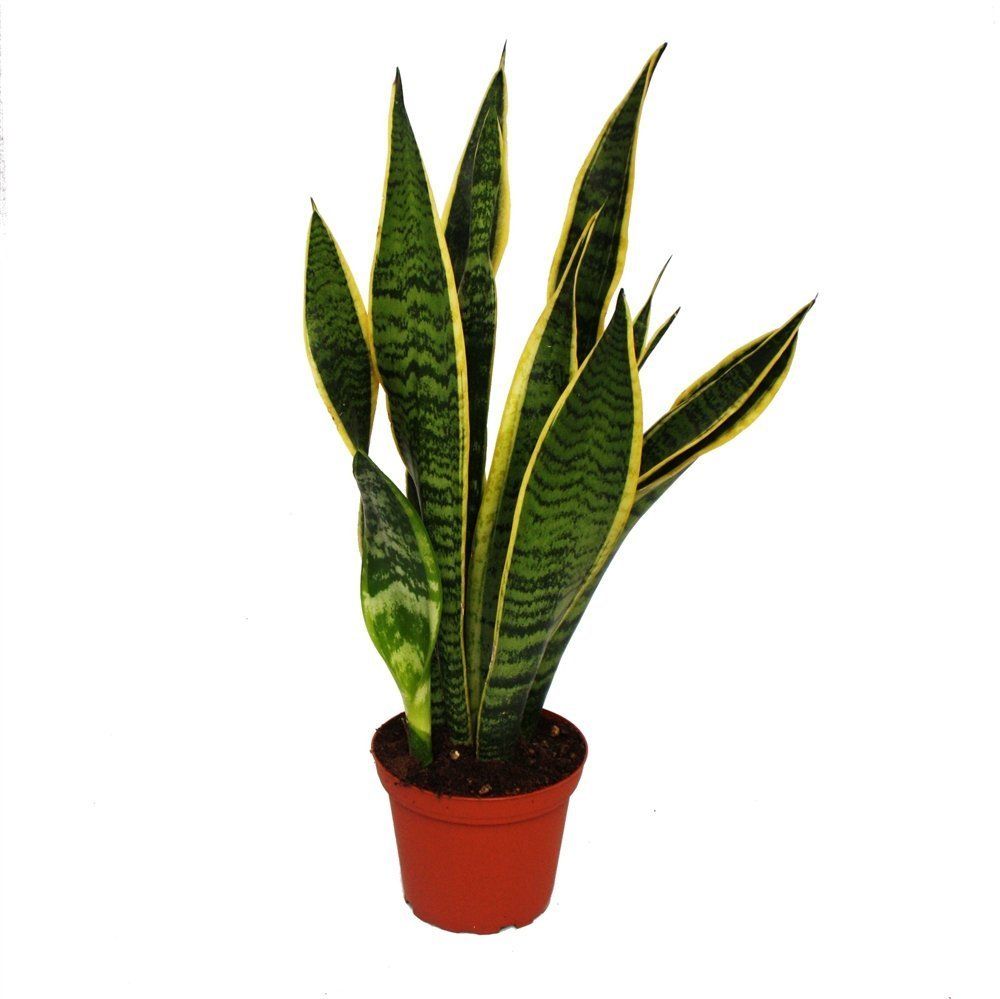 Buy Live Snake Plant Air Purifier Plant Online ₹888 from ShopClues