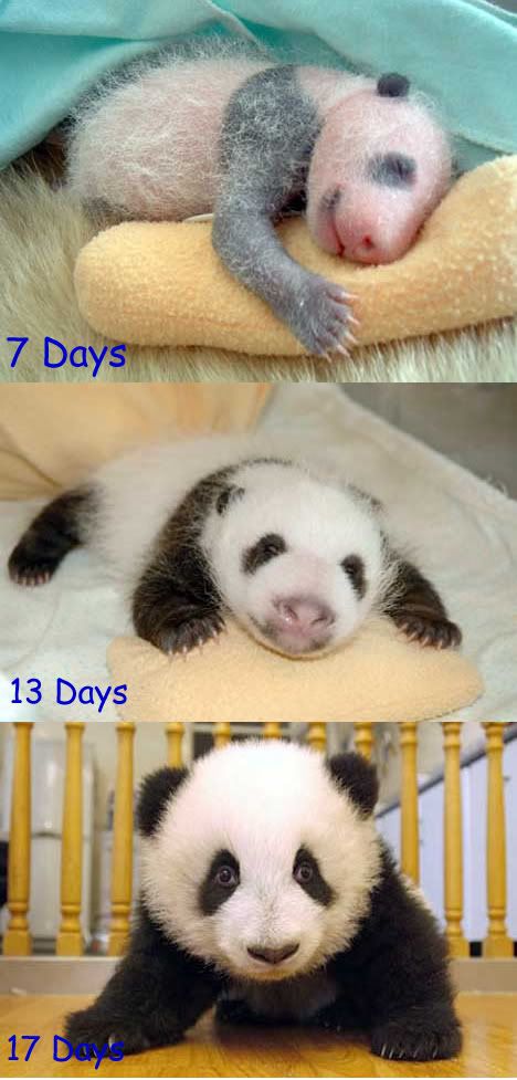 baby panda photo: baby panda p4.jpg
