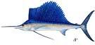 th_Sailfish.jpg