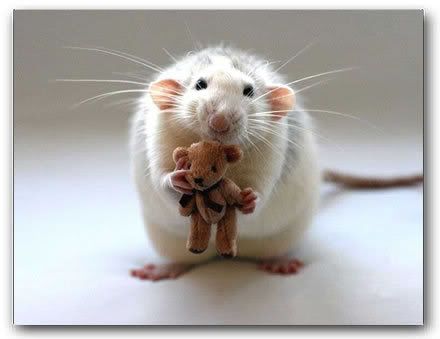 rat-teddy.jpg