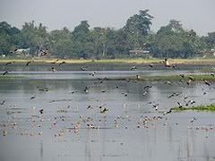 Flying birds at Majuli island flying-birds-majuli-island