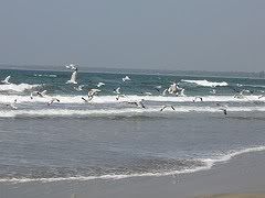 Tarkarli beach tarkarli-beach-arabian-sea