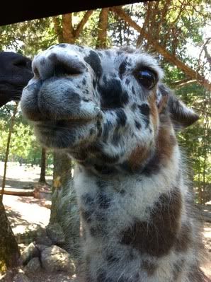 Circle G Llamas