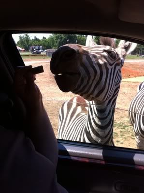 Circle G zebra feeding