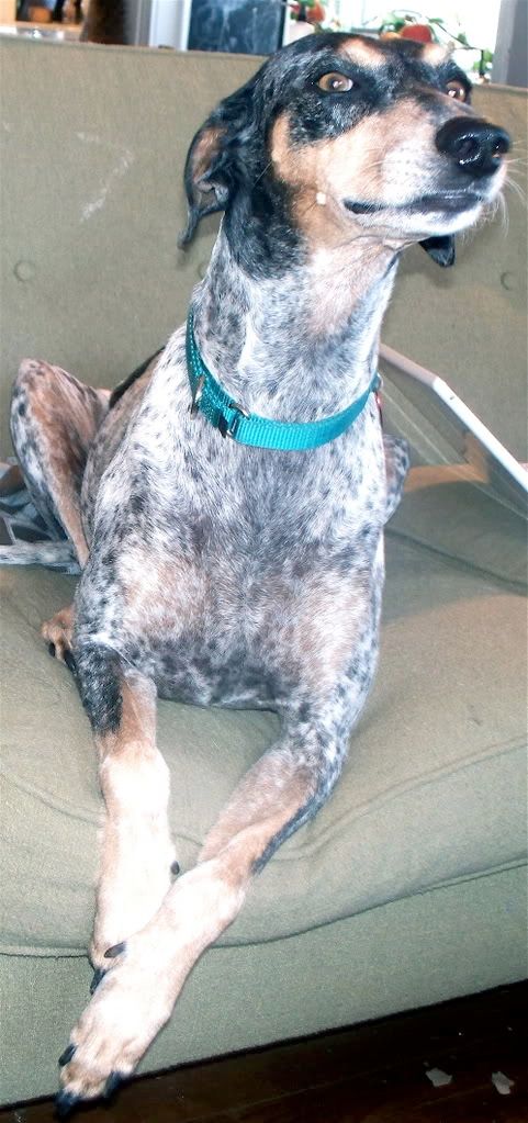 Hi from Tasha the Greyhound/Blue Heeler x in Texas - Lurcher Link