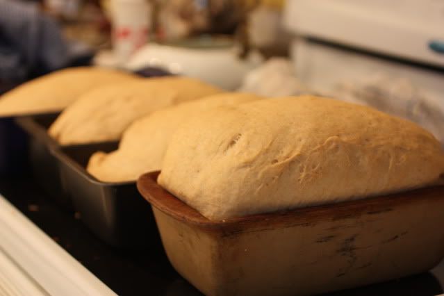 recipes,whole wheat bread