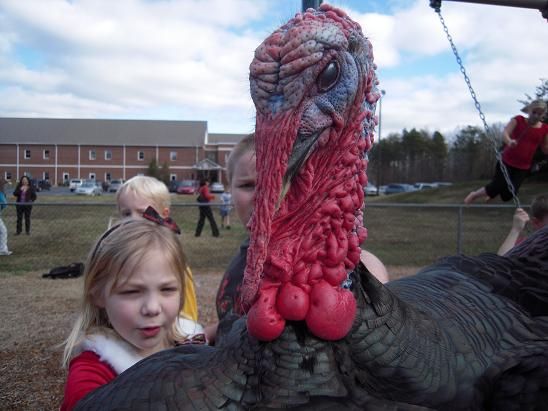turkey Enjoying a Real Live Turkey Day