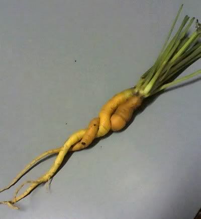 carrots.jpg