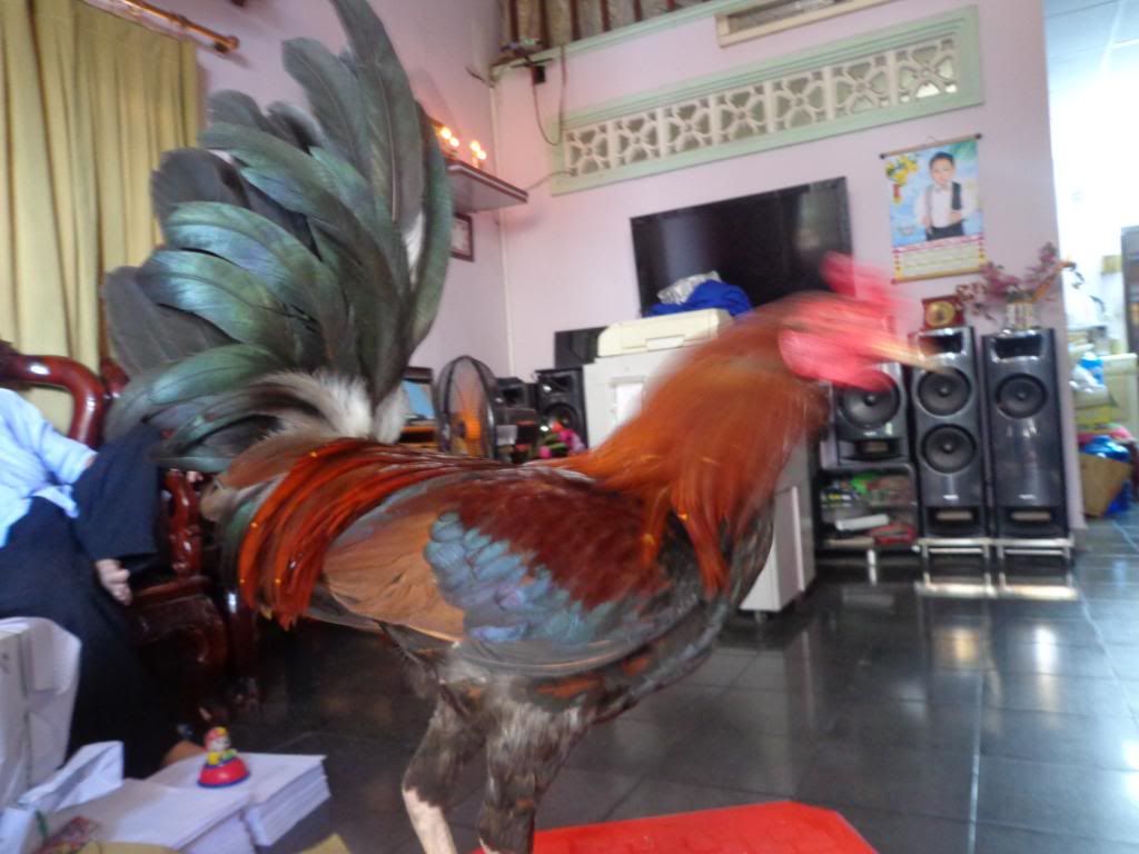 Chuyên cung cấp gà tre đá tiền lớn cho anh em chơi