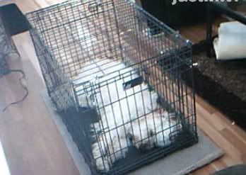 Is His Crate Too Small Puppy Forum And Dog Forums