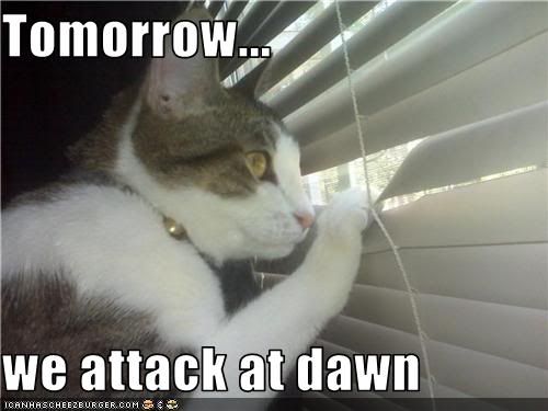 http://i654.photobucket.com/albums/uu269/olishea/funny-pictures-cat-will-attack-at-d.jpg