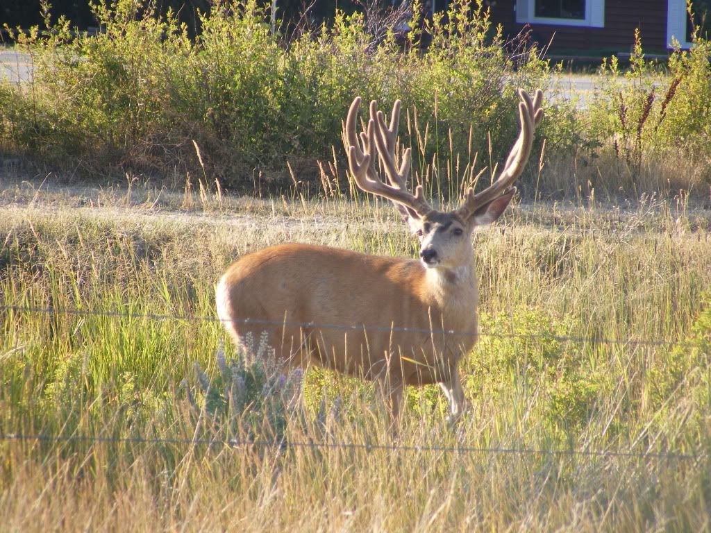 bigbuck053.jpg