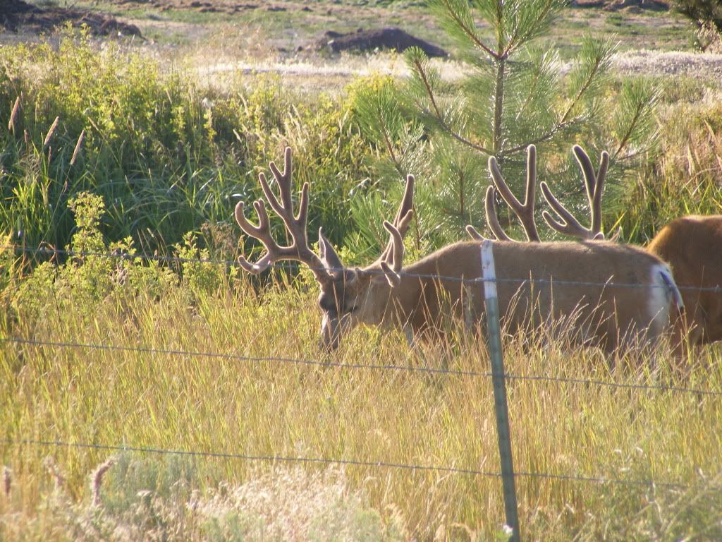 bigbuck061.jpg